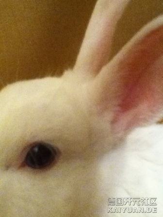 rabbit2.jpg