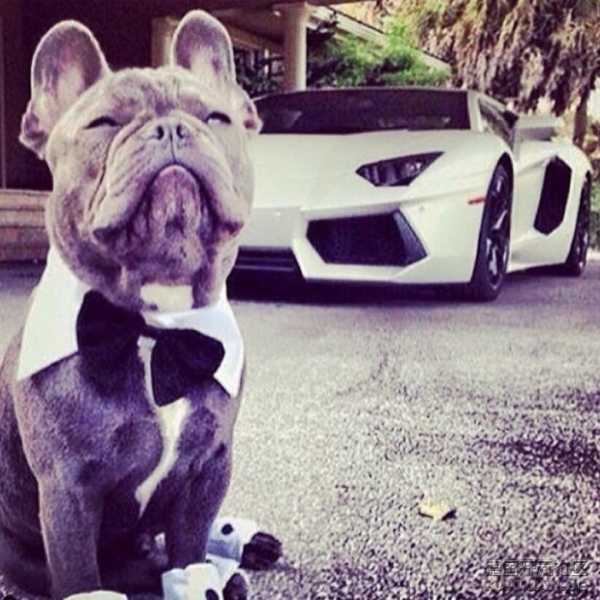 rich_dogs_of_instagram_3.jpg