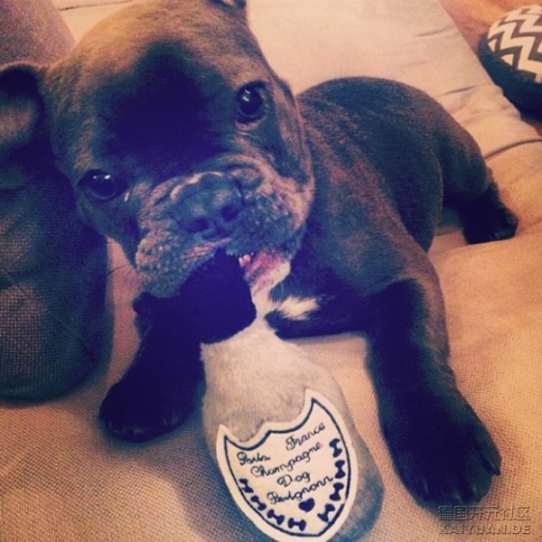 rich_dogs_of_instagram_6.jpg