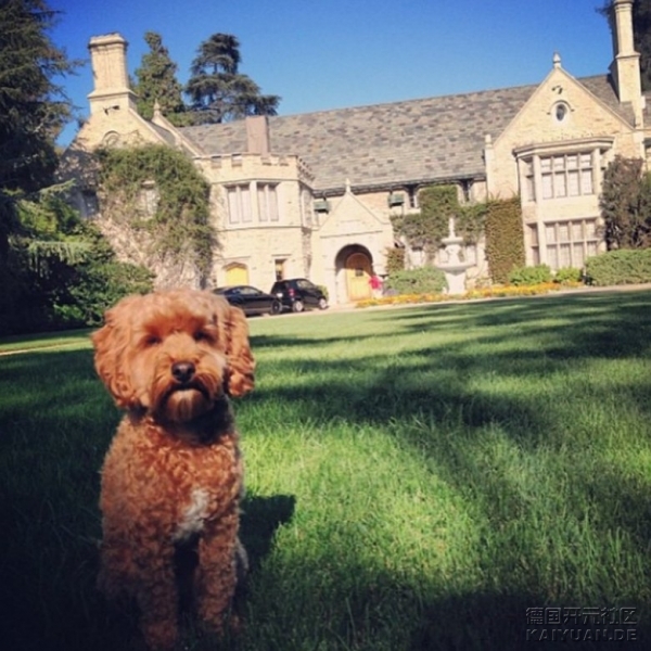 rich_dogs_of_instagram_7.jpg