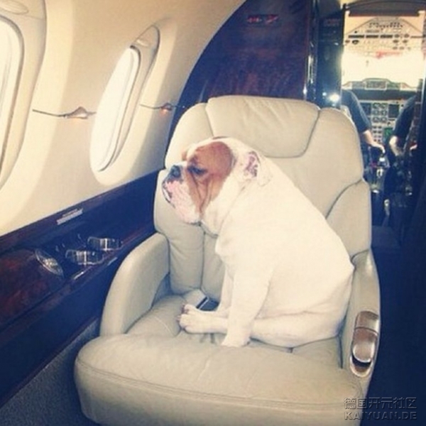 rich_dogs_of_instagram_8.jpg