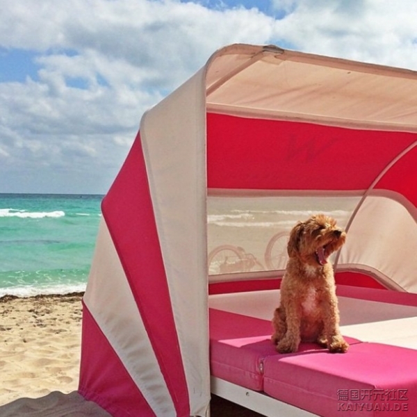 rich_dogs_of_instagram_9.jpg