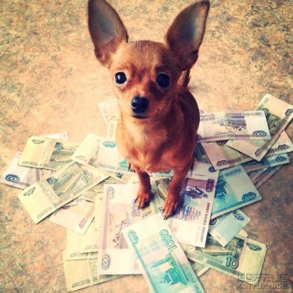 rich_dogs_of_instagram_12.jpg