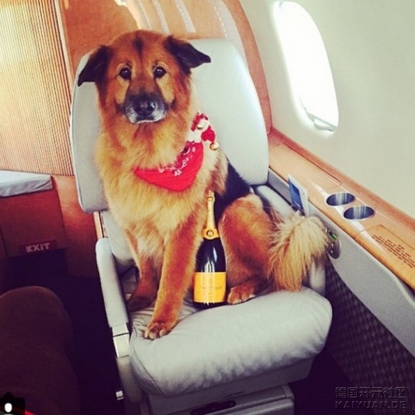 rich_dogs_of_instagram_13.jpg