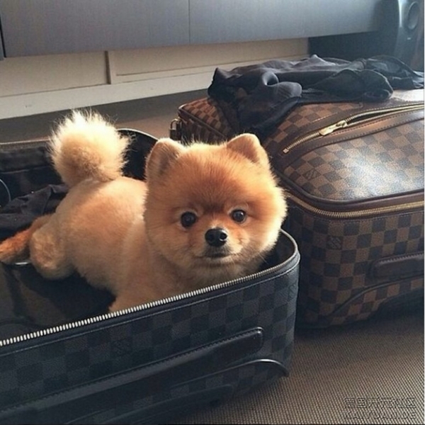 rich_dogs_of_instagram_14.jpg