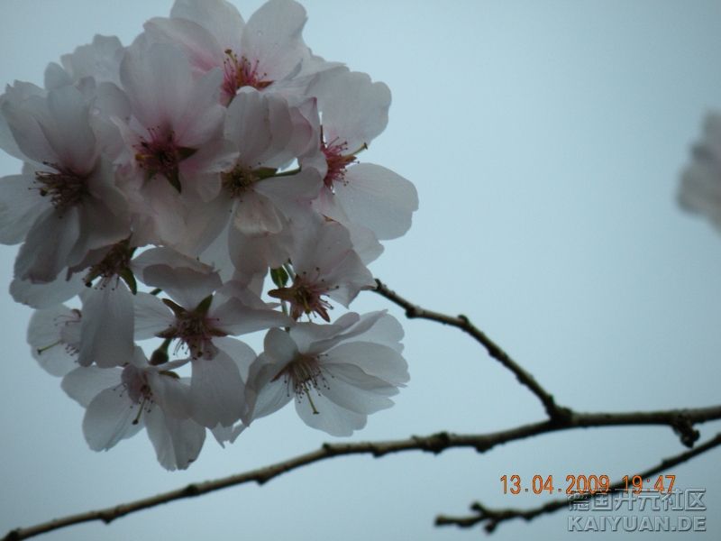 樱花