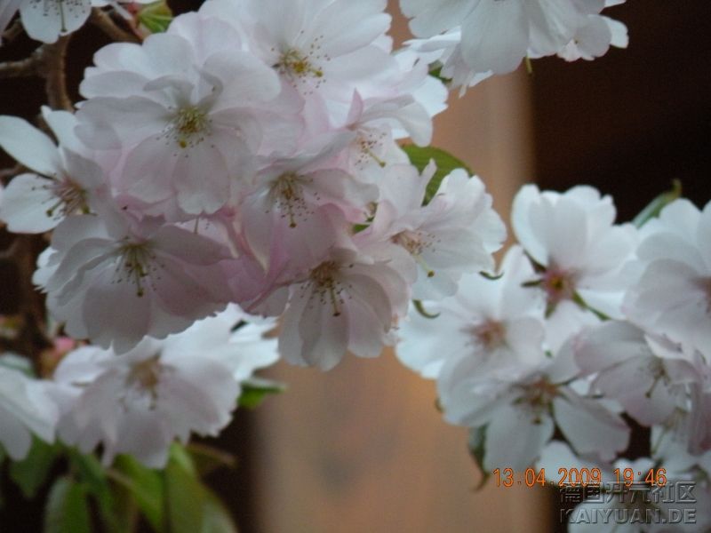 樱花
