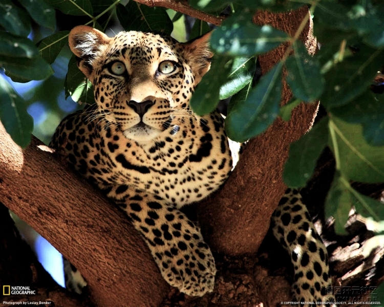 028-leopard-tree-kenya-xl.jpg