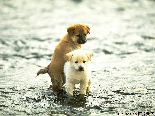 动物片片展之二:伙伴