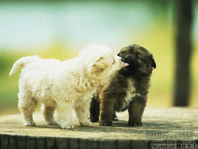 动物片片展之二:伙伴